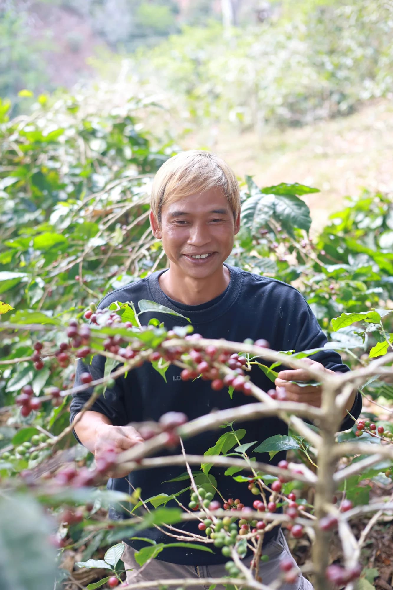 A man smiling among coffee trees and branches laden with ripe cherries.