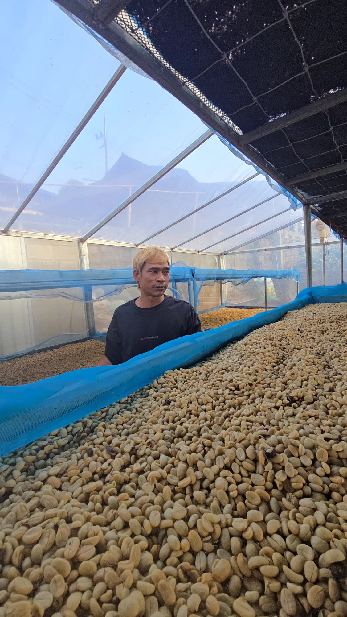 A man beside beds of coffee beans in a drying house.